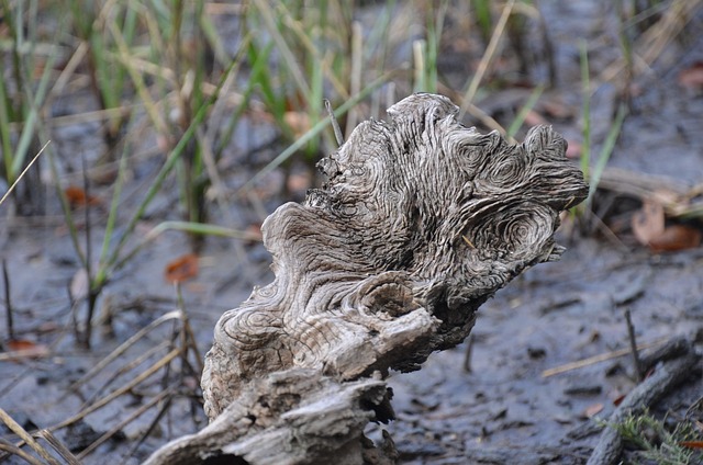 Free Drift Wood Driftwood photo and picture