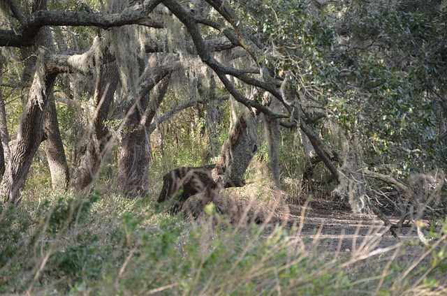 Free Wild Pigs Forest photo and picture