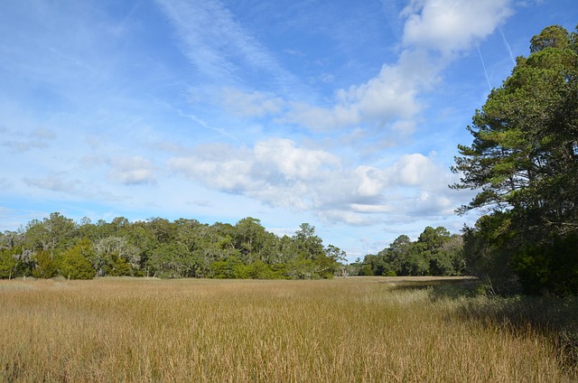 Free Field Park photo and picture