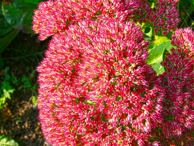 Blume, Sedum Spectabile, Hohe Fetthennen