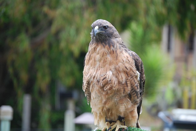 Free Bird Nature photo and picture