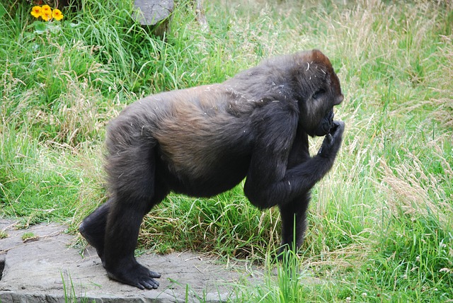 Free Gorilla Nature photo and picture