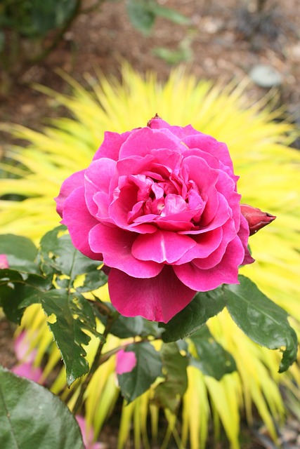 Rose, Blütenblätter, Botanik, Flora