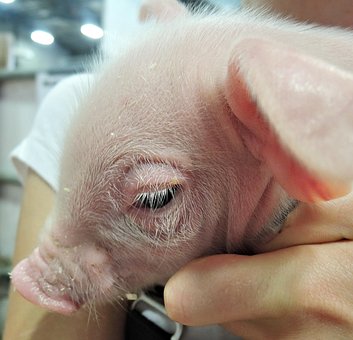 Ferkel Anzeigen, Tier, Schwein, Baby