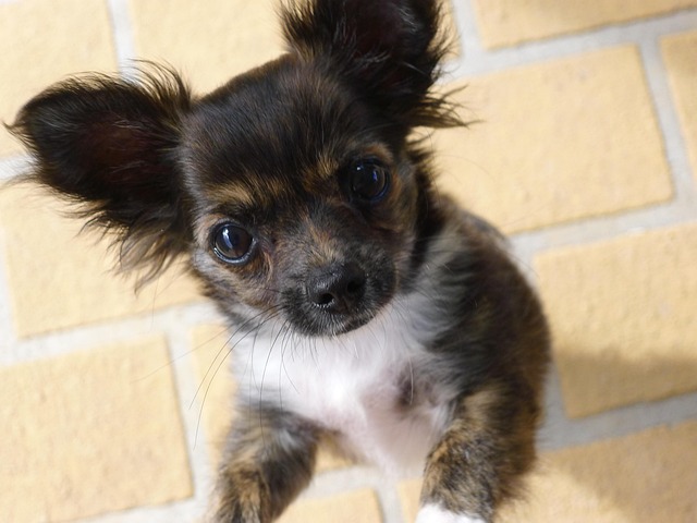 Chihuahua, Langhaarige Chihuahua
