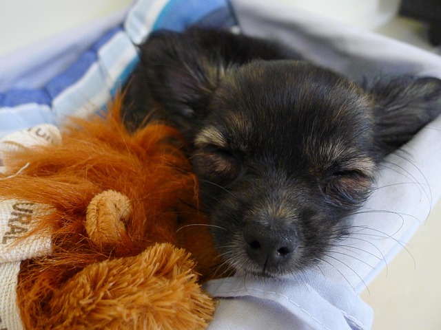 Hündchen, Niedlich, Chihuahua, Hund