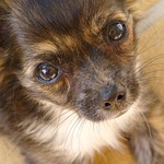 puppy dog eyes, eyes, cute