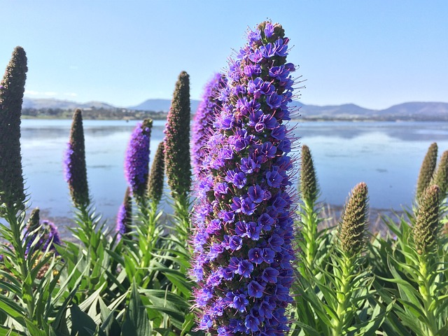 Free Flower Purple Flower photo and picture