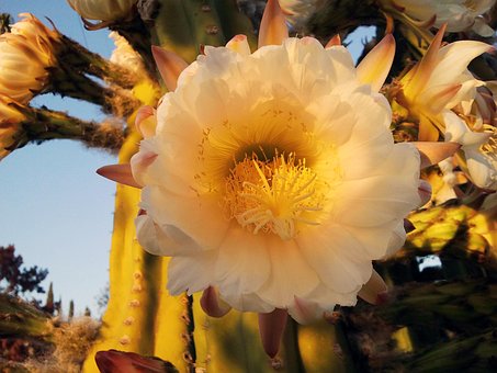 Cacto, Flor De Cacto, Flor, Planta