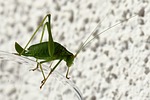 insect, grasshopper, delicate insect