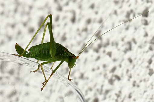 Free Insect Grasshopper photo and picture