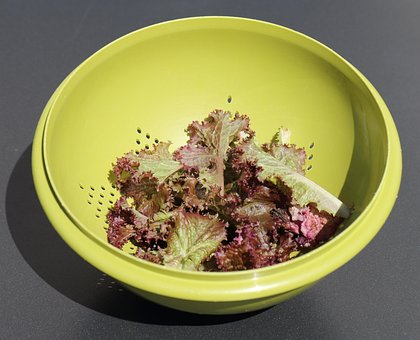 Free Salad Salad Strainer photo and picture
