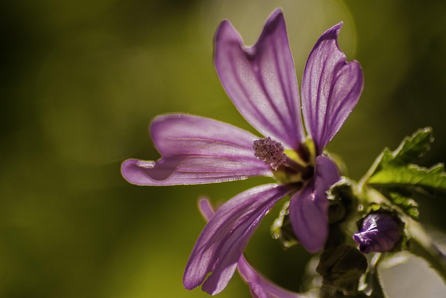 Flor, Bokeh, Papel Pintado De Flores