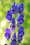 monkshood, flower, blossom