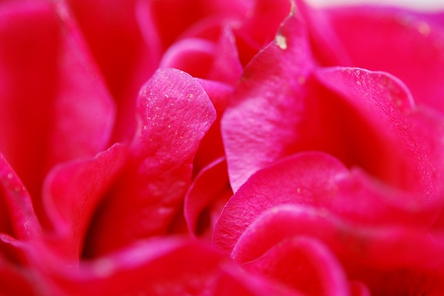 Pétales De Roses Rouges Rose Rouge Pétales La - Photo gratuite sur Pixabay - Pixabay