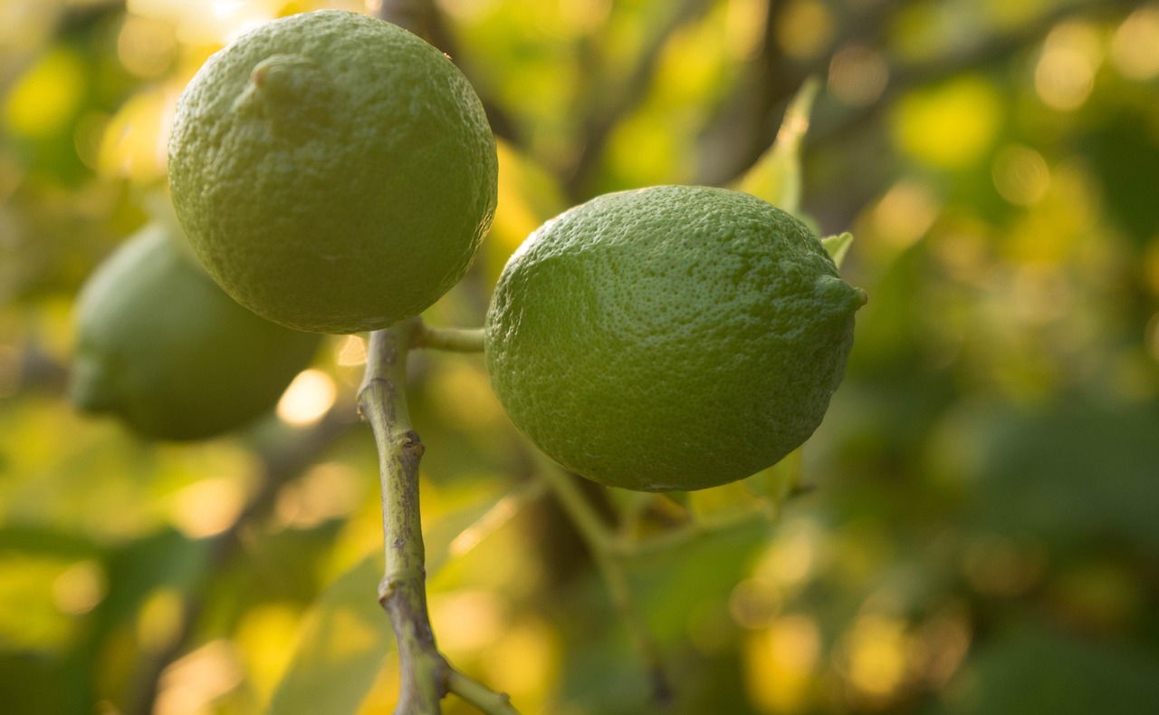 Citrons Verts Nature Frais Photo Gratuite Sur Pixabay Pixabay citrons-verts-nature-frais-photo-gratuite-sur-pixabay-pixabay