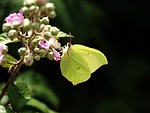 butterfly, green, postillion