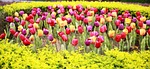 flower, lifelike, tulip