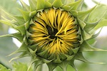 sun flower, flower, yellow