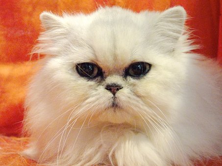Kat, Witte Kat, Huisdier, Katachtig
