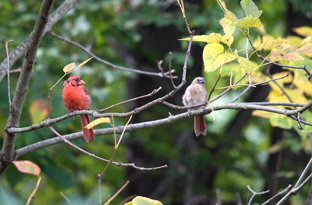 Free Red Birds Birds photo and picture