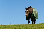 horse, animal, grass