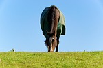horse, animal, grass
