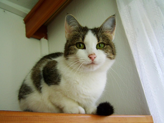 White-Gray-Brown Cat Pet - Free photo on Pixabay - Pixabay