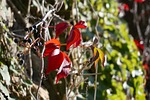 wine partner, red, autumn