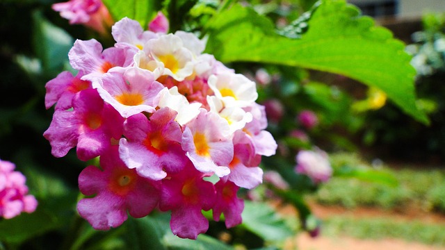 Blume, Miniblume, Blumentapete, Blumen