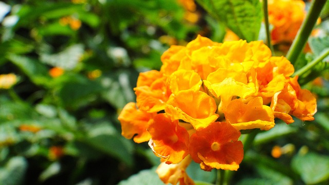 Blume, Miniblume, Natur, Blumentapete