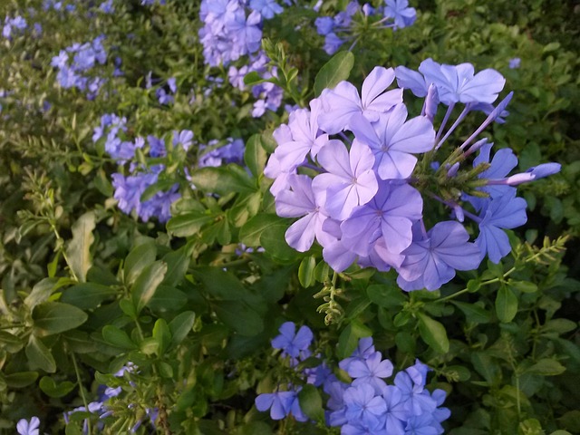 Free Flower Purple photo and picture