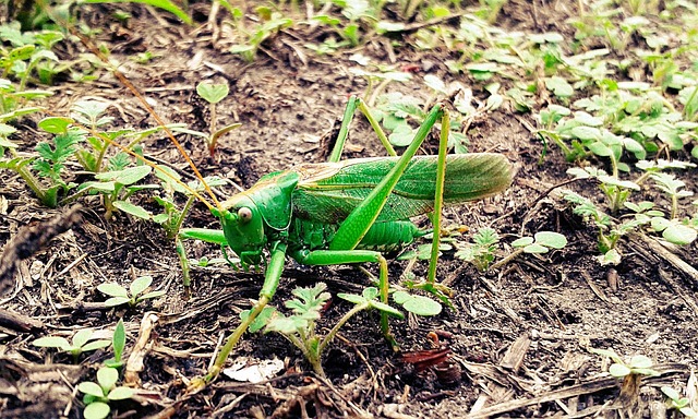 Free Grasshopper Mantis photo and picture