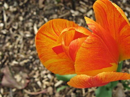 Free Tulip Orange photo and picture