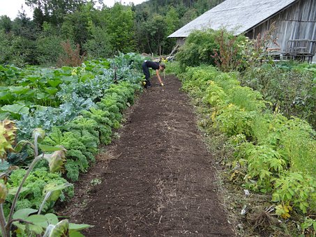 Food Garden Power Vegetable Garden Gardeni