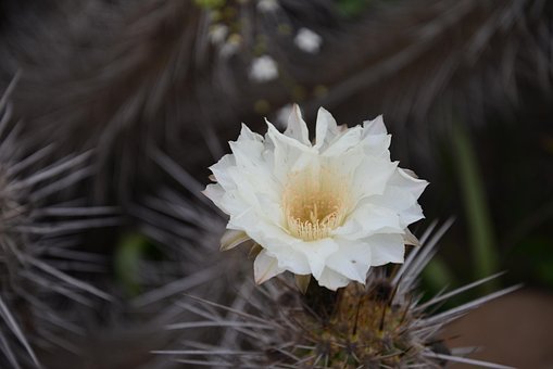 300以上の無料砂漠の花 花画像 Pixabay