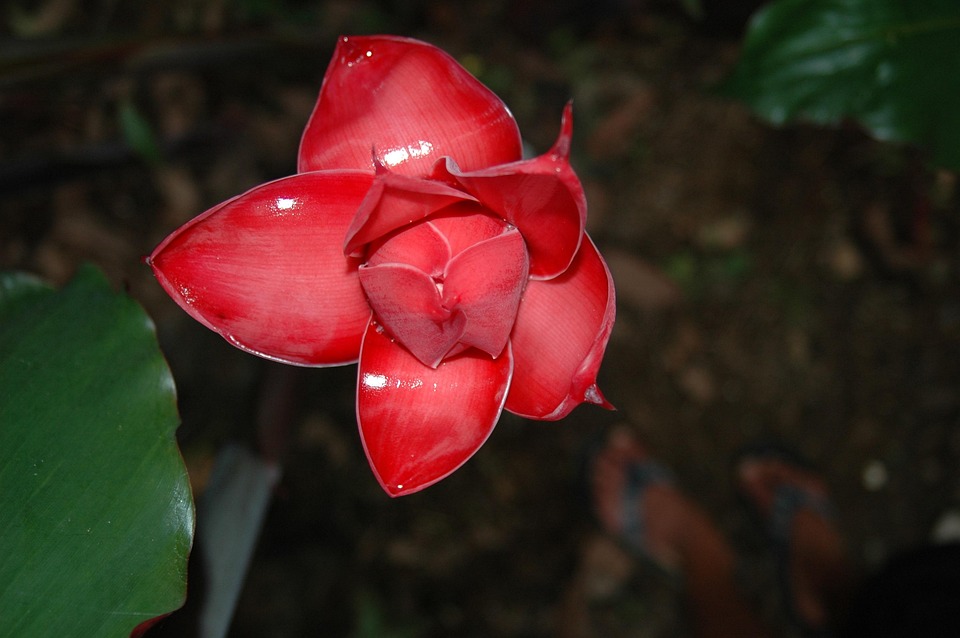 Free photo Jungle Flower, Tropical Free Image on Pixabay 960159