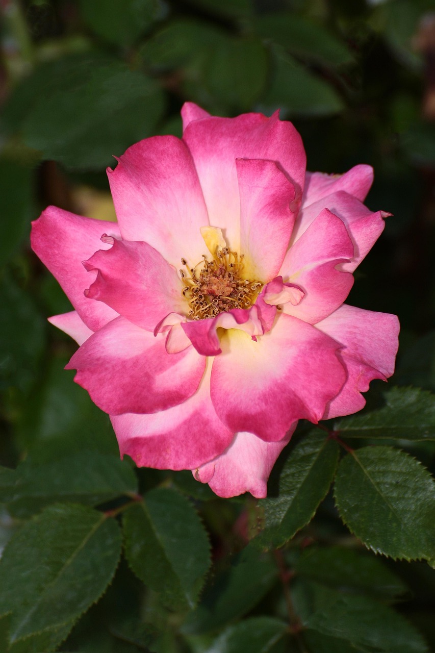 Rose Flower Get Well Free photo on Pixabay Pixabay