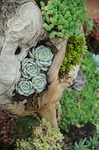 plant, succulent plants, flower