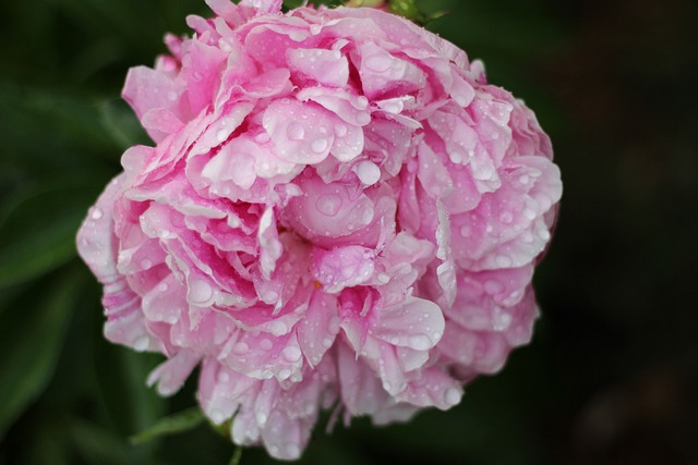 Free Flower Dew photo and picture