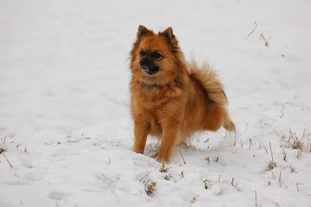 Free Medium Point Dog photo and picture