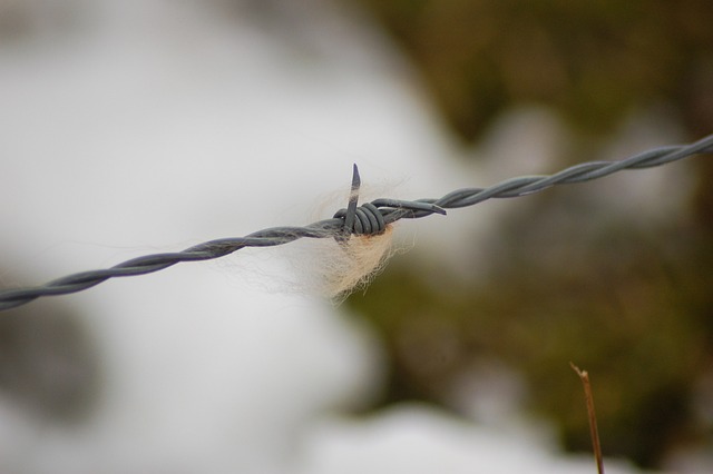 Free Barbed Wire Fur photo and picture