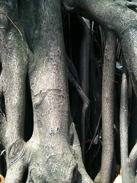 Stamm, Baum, Alter Baum, Holz, Natur