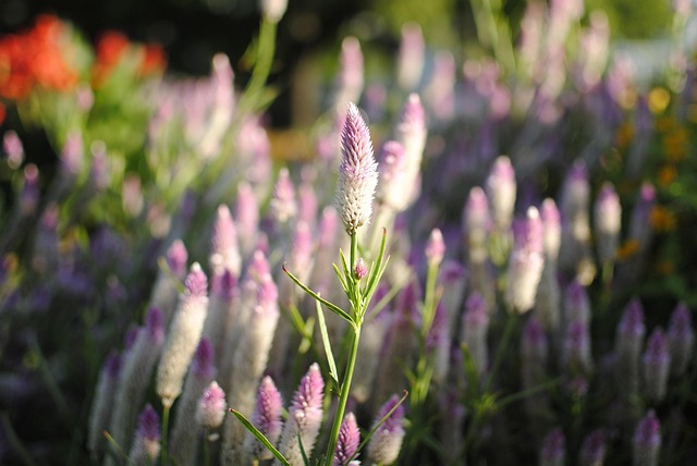 Free Flower Flower Garden photo and picture