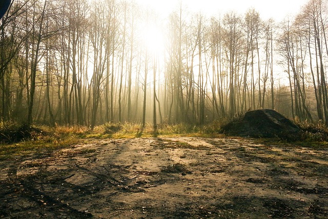 Free Forest The Fog photo and picture