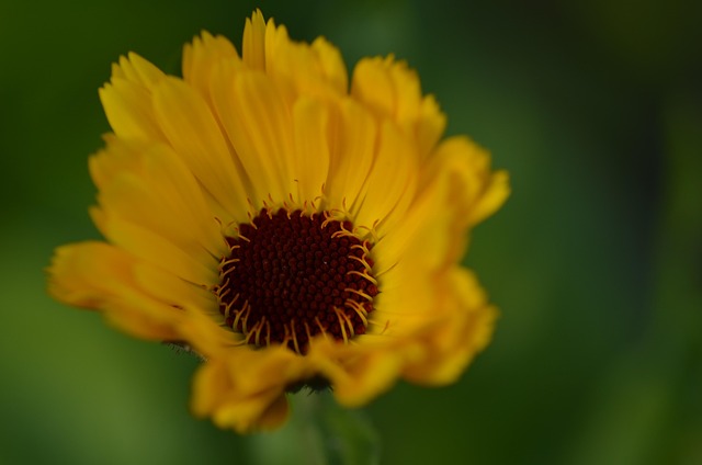 Free Yellow Flower Nature photo and picture