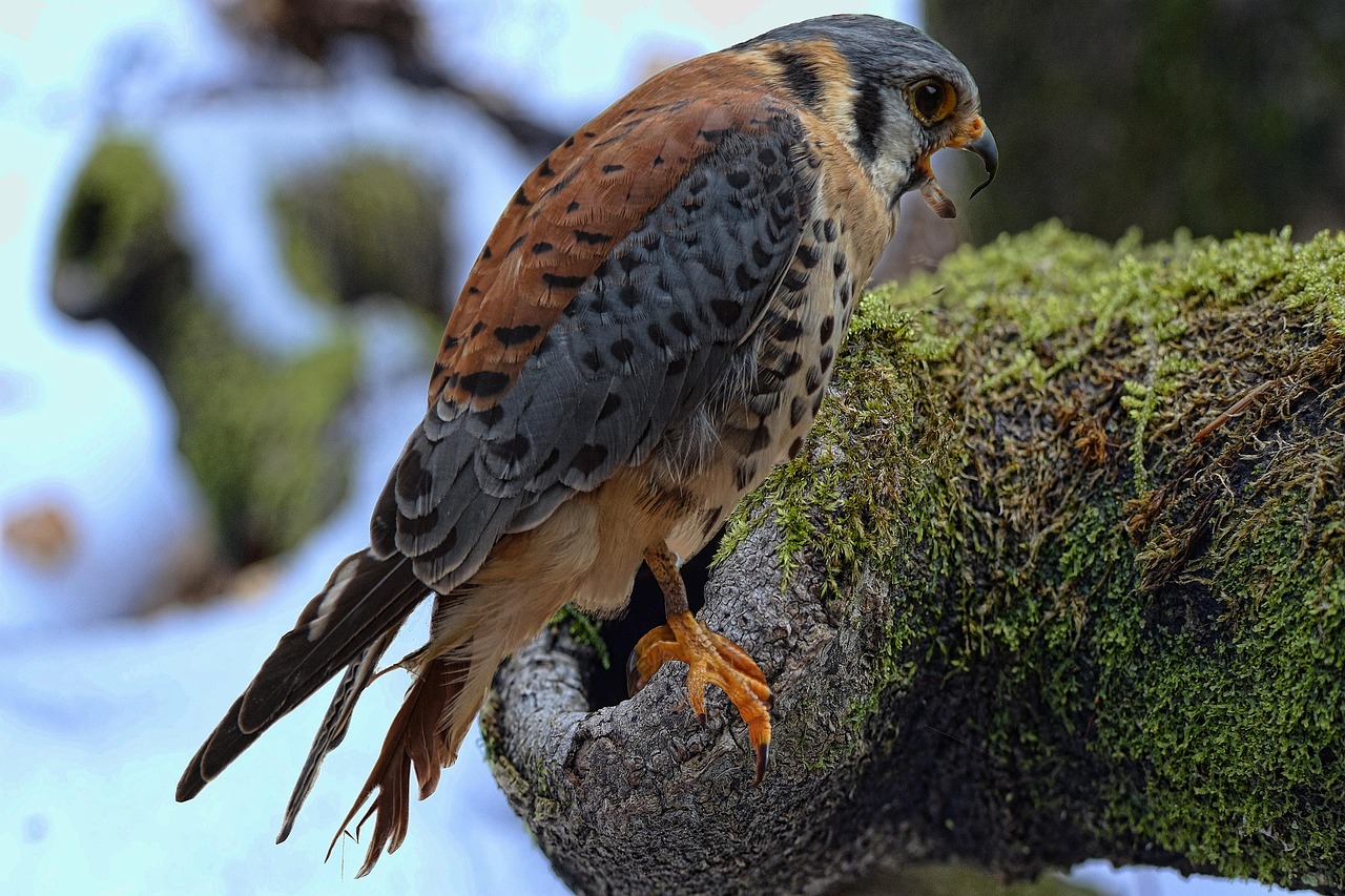 Falcon Federal Falconry - Free photo on Pixabay - Pixabay