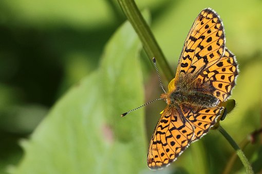 Free Butterfly Orange photo and picture