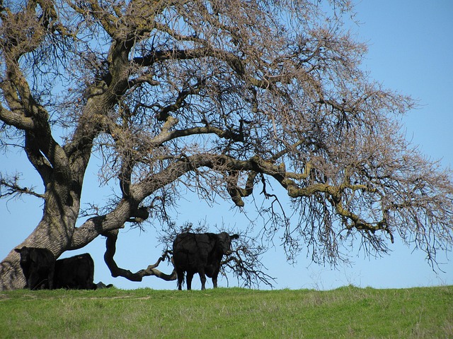 Free Cows Nature photo and picture