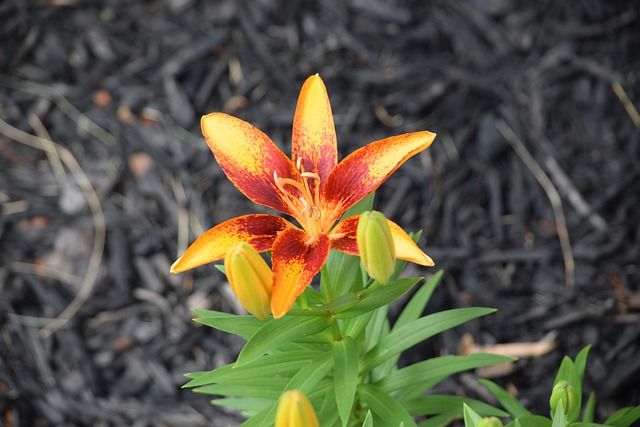 Free Lily Flower photo and picture